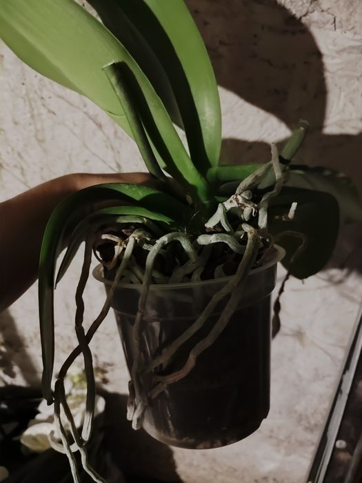 Отцветашка орхидея гигант