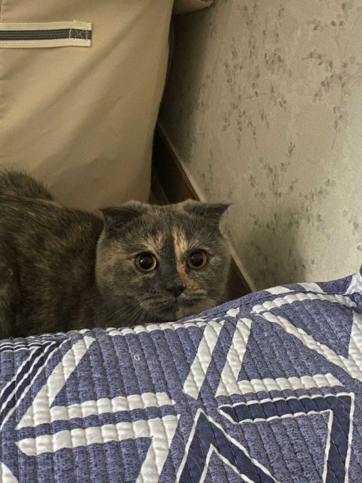 Пристраиваю кошечку