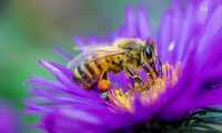 Vând  10 stupi / familii de albine mătci 2023