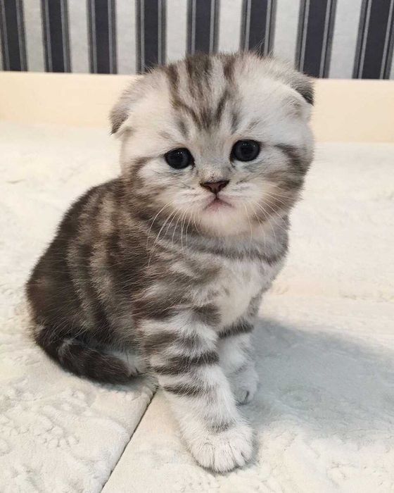 Шотландские Котята 50000