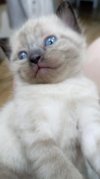 Сиамский котёнок.