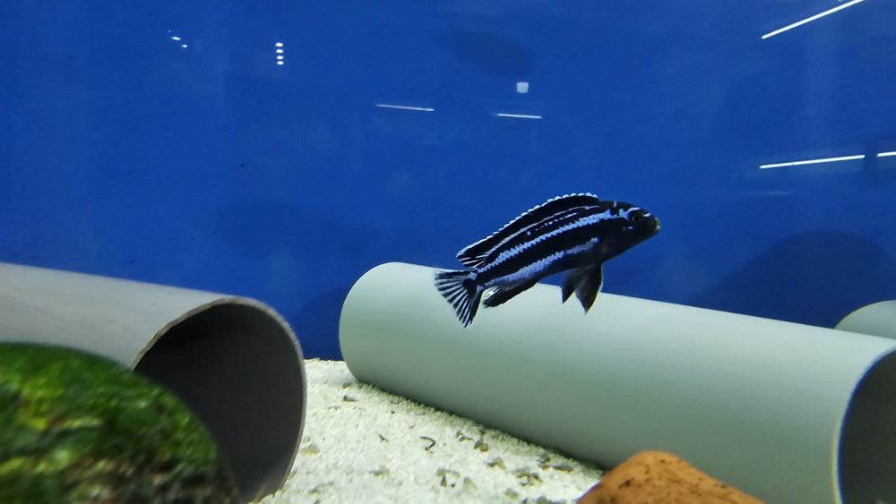 Рибки Африкански цихлиди