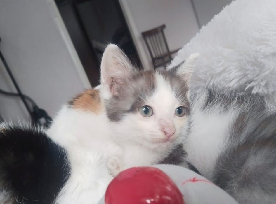 Отдам милого котёнка