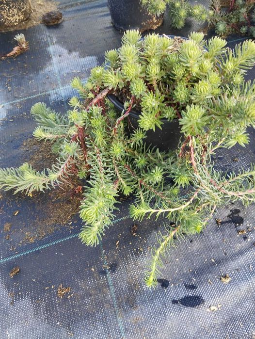 Зелени приятели за дома – сукуленти само по 6 лв! Зарадвайте себе си