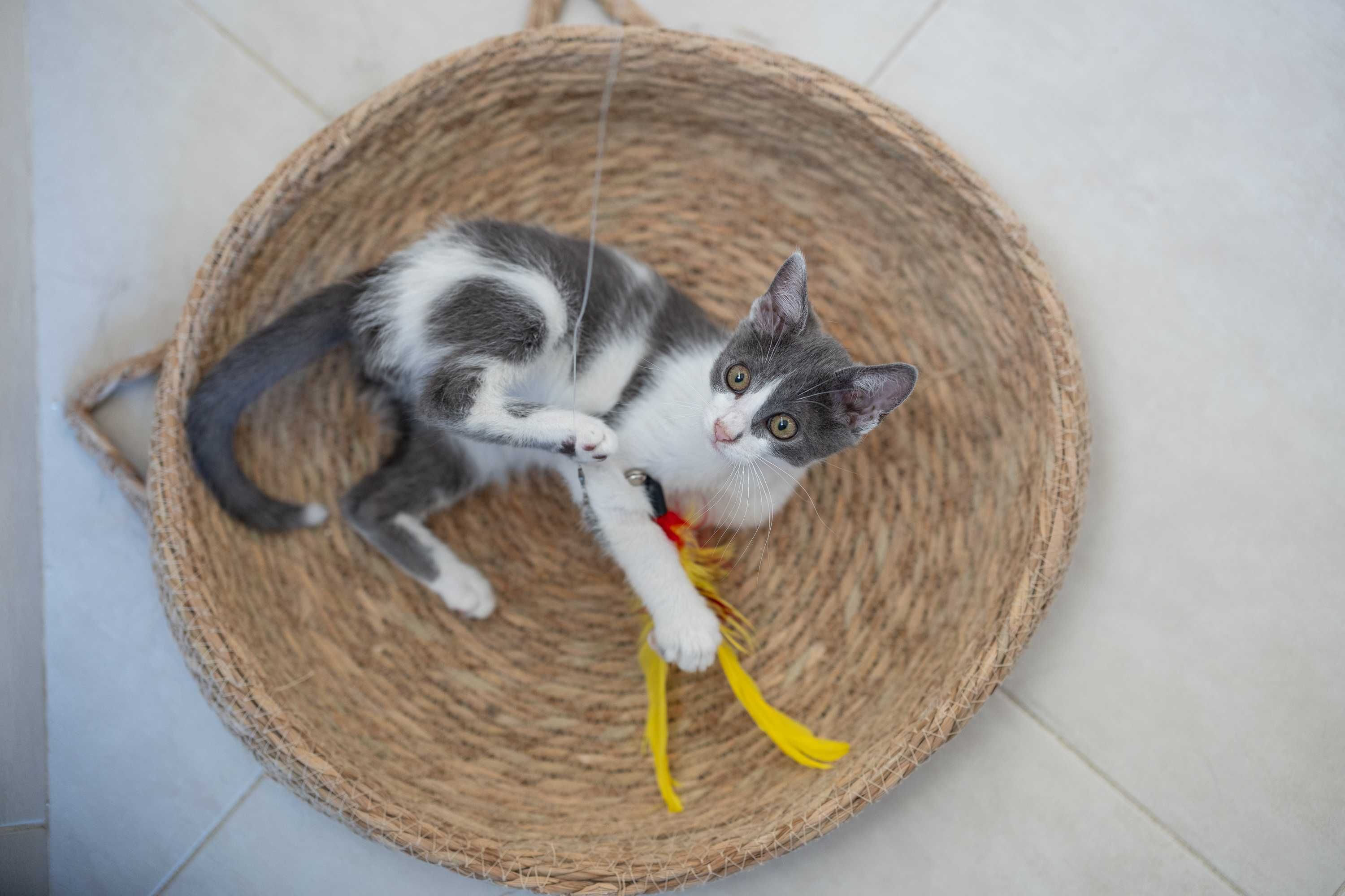 Мъжко коте търси отговорни стопани