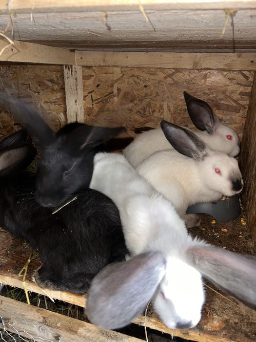 Iepurasi  rase diferite