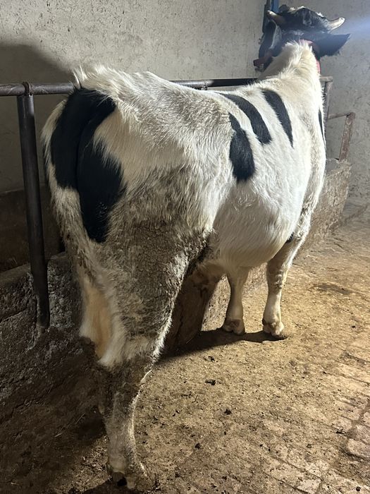 Бука сотилади йеб ичиши зор сохлом 100%