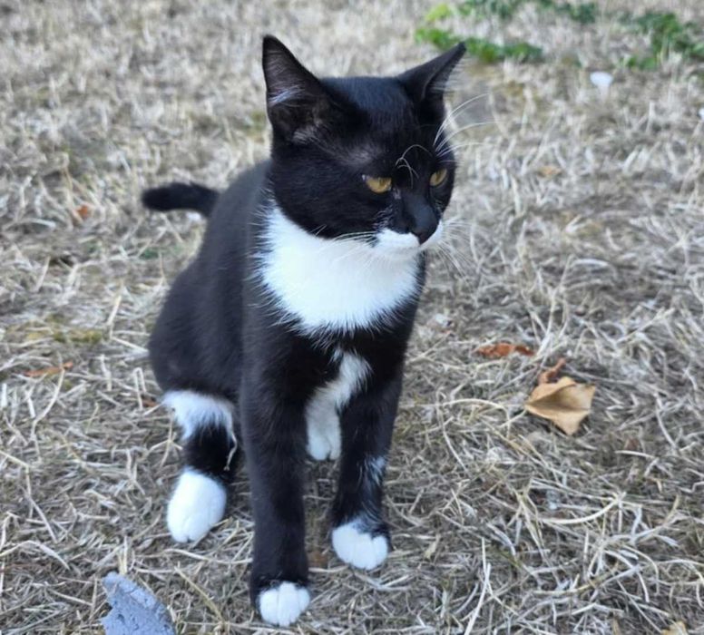 2 pisici fetițe superbe pentru adopție, 5 luni, blânde și sterilizate