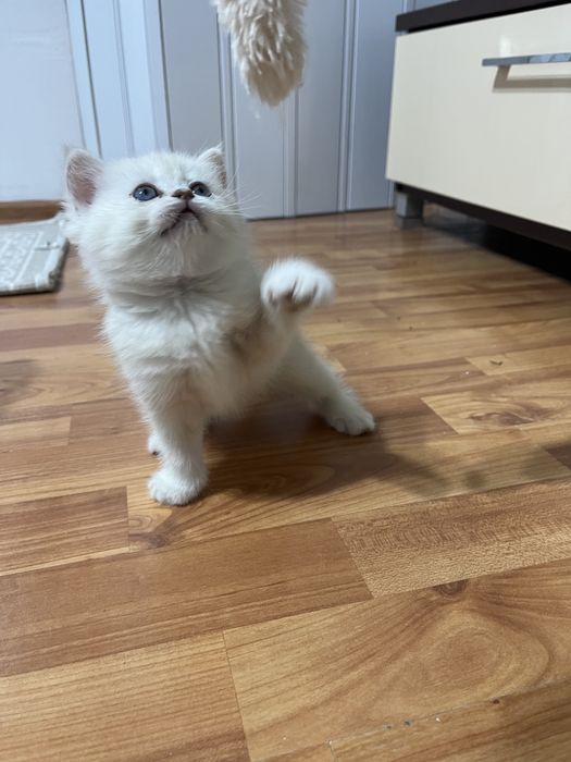 British shorthair shadedpoint