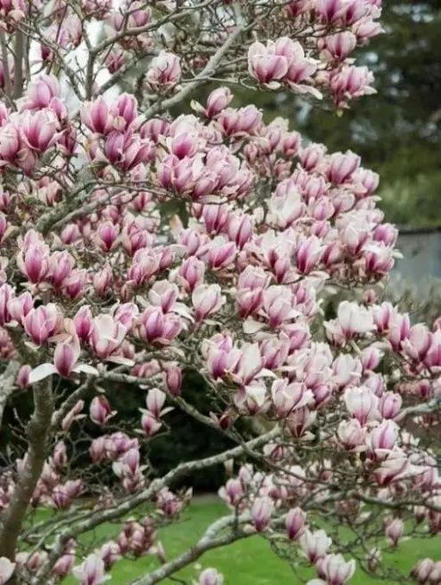 Magnolia rubra rustica