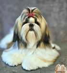 Fetiță Shih Tzu 8 luni