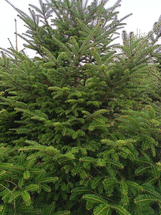 Vând Pomi de Crăciun Brad romanesc