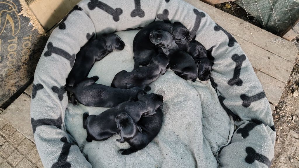 Подарявам кученца