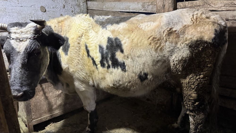 Сиыр және тана сатылады семіз