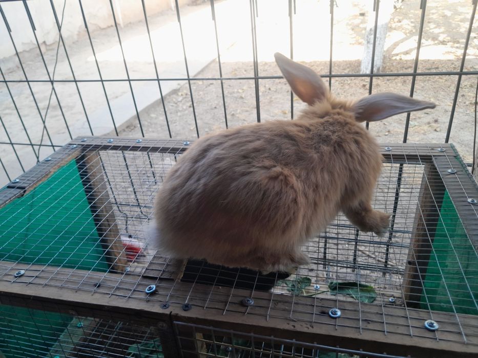 Кролики бургундской порды.