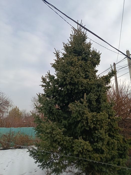 Продам живую ёлку