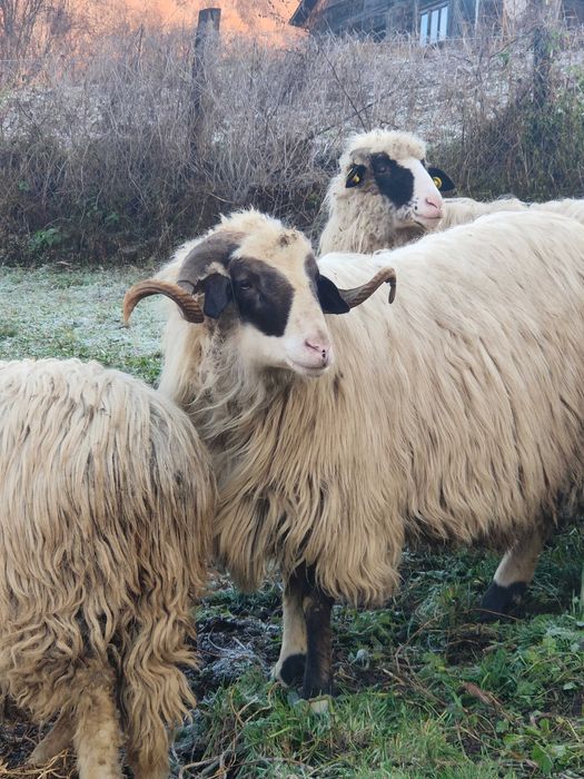 Berbec de un an  și jumătate
