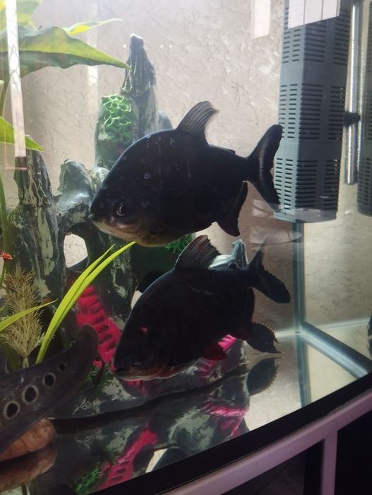 Продаю два аквариума с рыбами 200 л аквариум