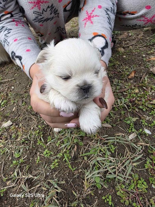 Продавам Пекинези