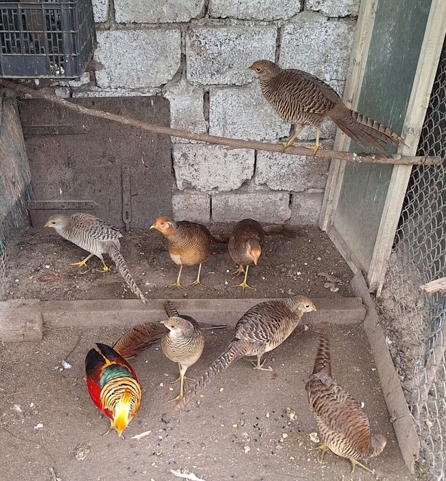 Vând fazani auri pe rosu