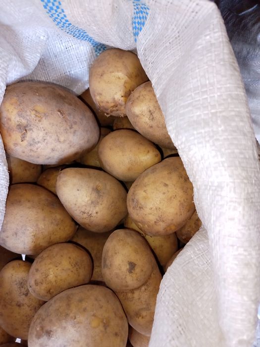Продаю картофель