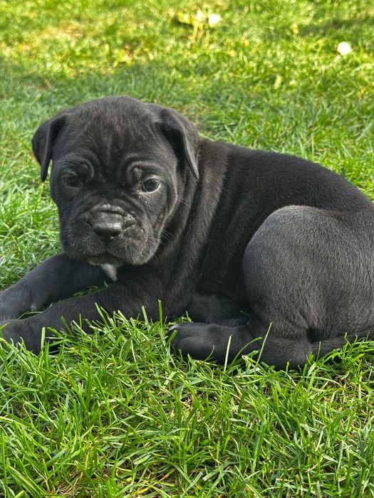 Femele cane corso