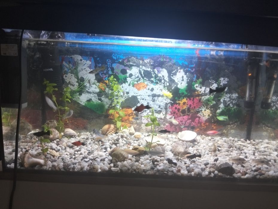Vând acvariu cu pești