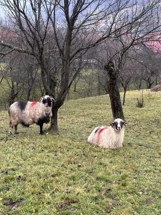 De vanzare 2 oi breze