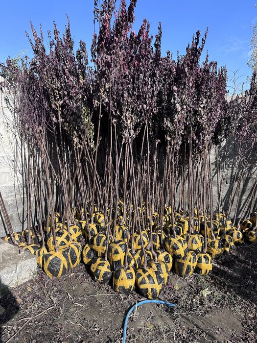 Декоратив кучатлар бор комли Manzarali ko’chatlar turpogi bilan bor