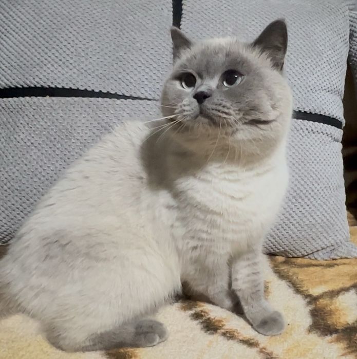 Британска късокосместа