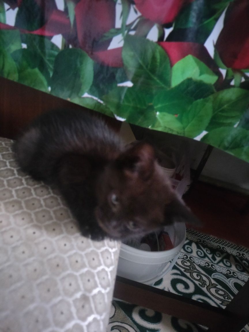 Котёнок отдам даром