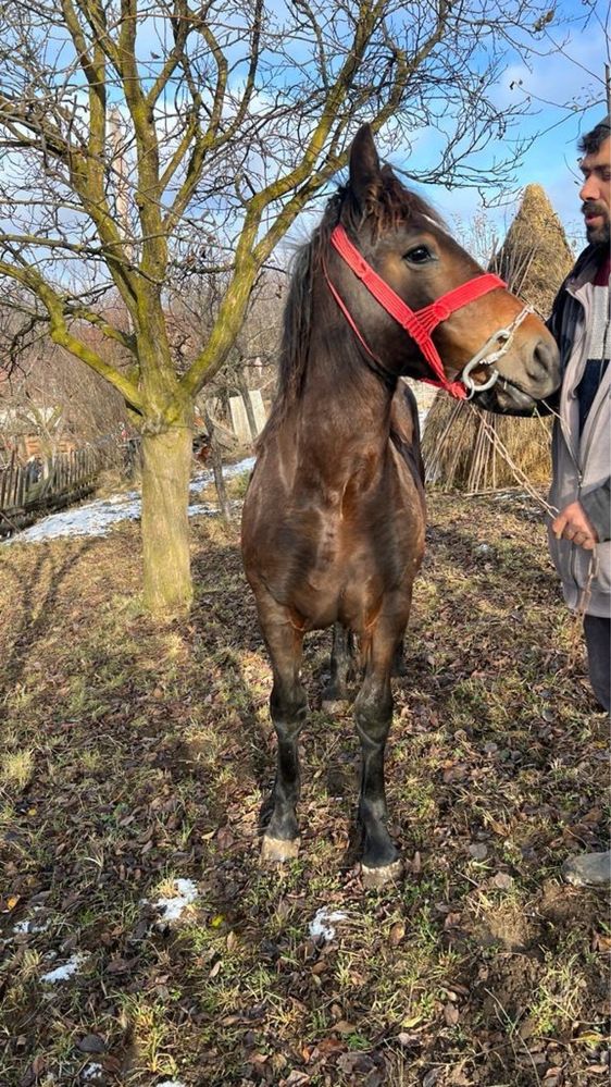 Vand 2 manze in varsta de 1,8 ani si 8 luni