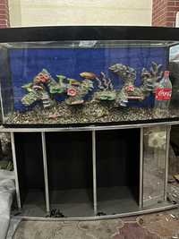 аквариум срочна сотилади арзонга берворилади кимга кере боса или обмен