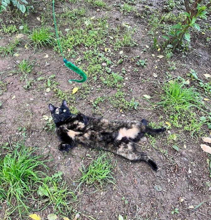 Tortie, pisicuta sterilizata pentru adoptie