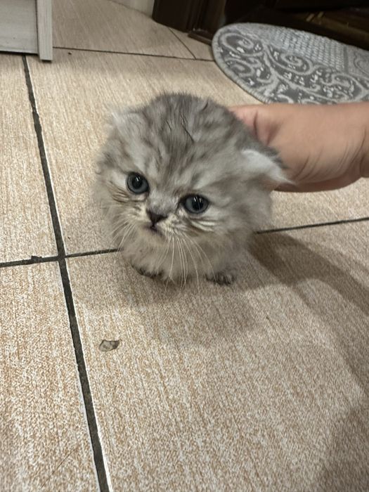 Продается котёнок 1,5 месяц