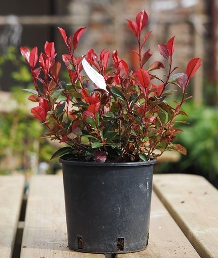 Фотиния Photinia 5.50лв ПРОМО