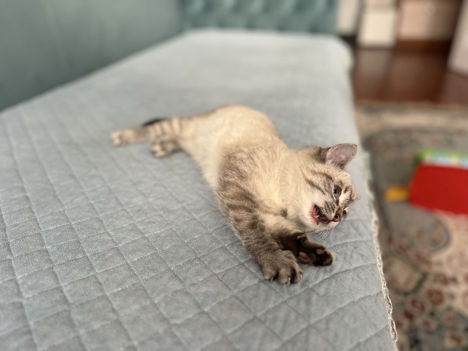 Отдам кошку в хорошие руки