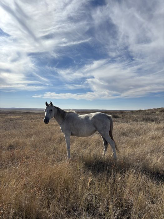 Бие сатылады англоараб жасы 7 де жуас бәйгеге қосылмаған