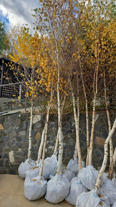 Mesteacăn tei Platan