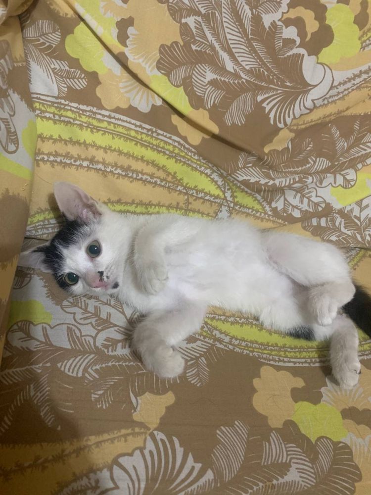 Котята отдам в хорошие руки!