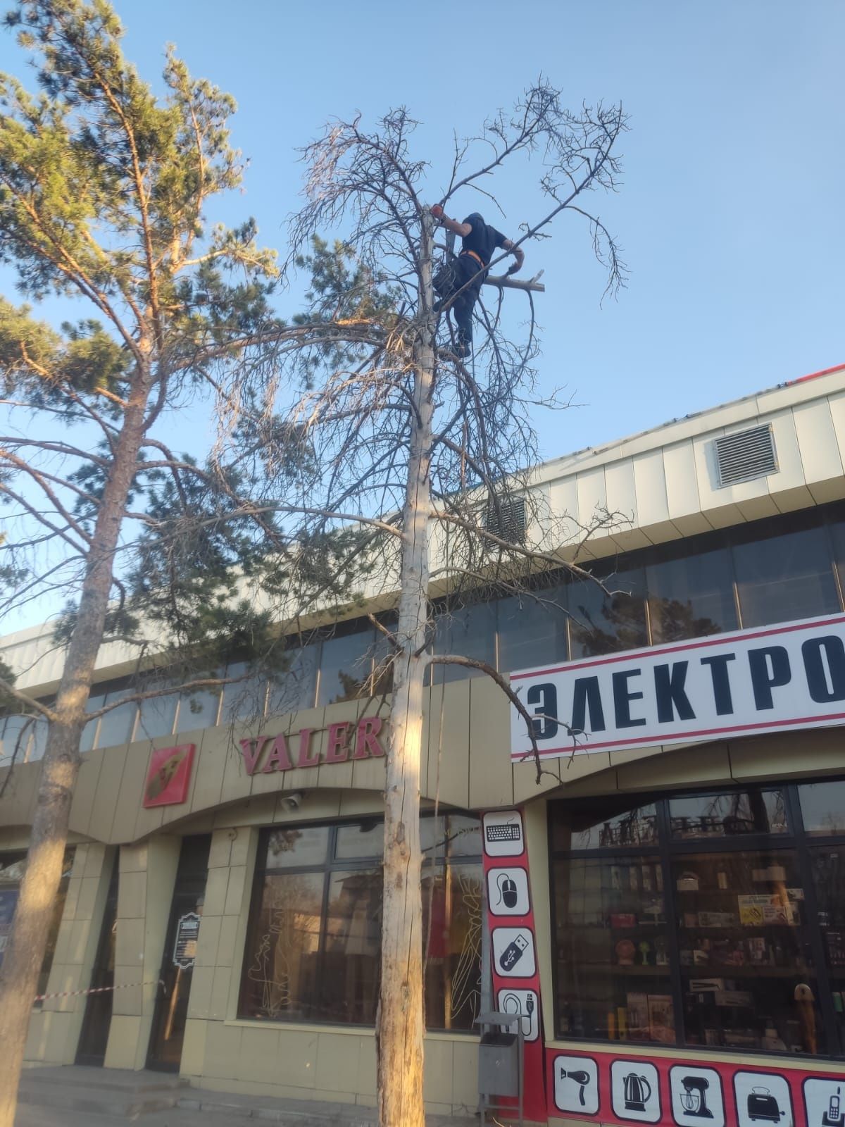 Спил деревьев, кронирование, выкос травы