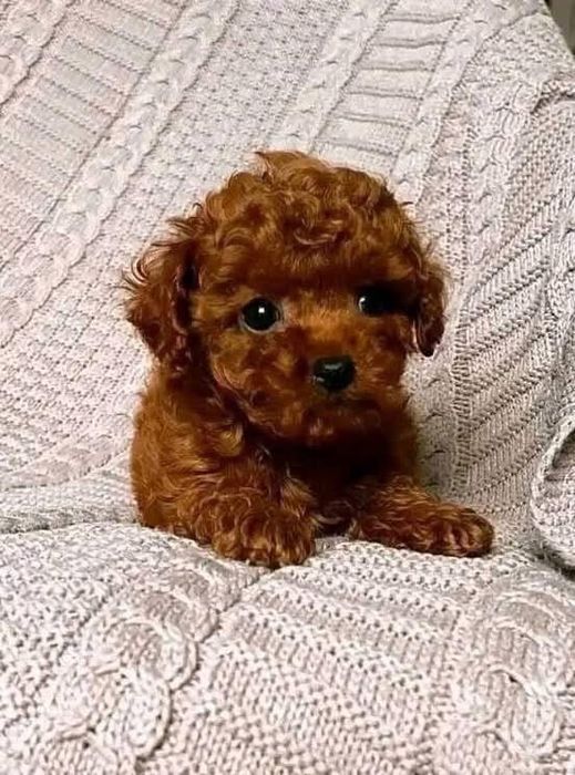 Vânzare pui Pudel roșcat – rasa pura, calitate garantată