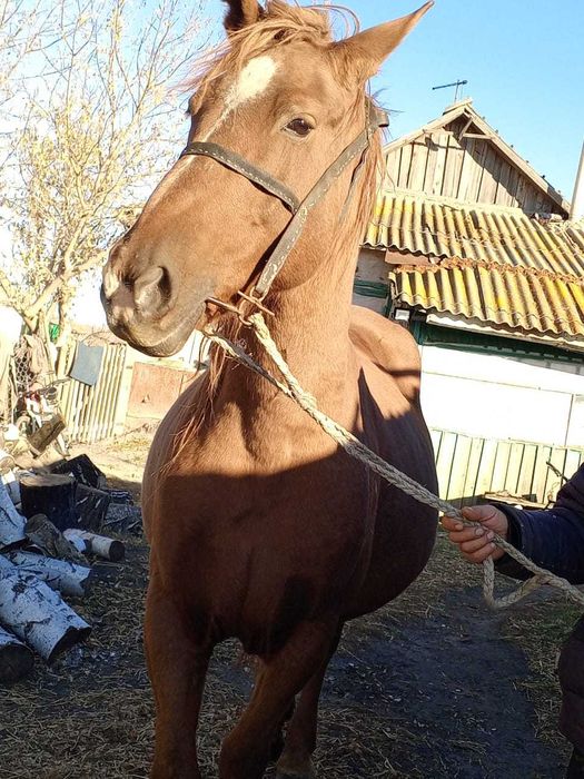 Кобылка , 6 лет.
