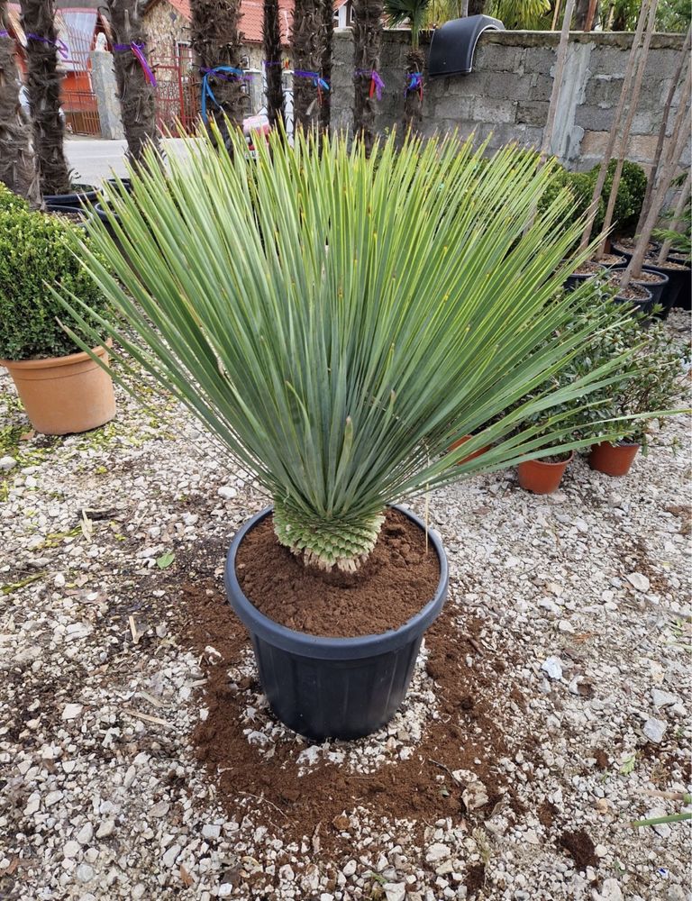 Maslin copacel olea europaea,yucca,palmieri,plante exotice,ornamentale