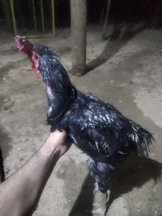 Xoroz 1yarim yow, хуроз, хороз