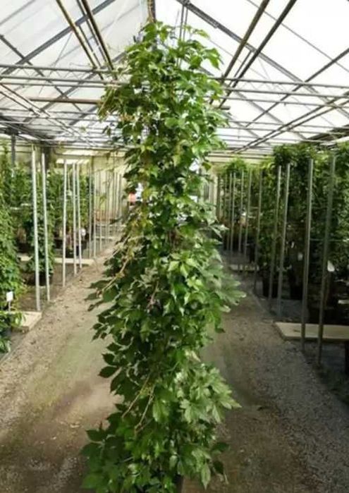 Vita de Canada (Parthenocissus quinquefolia) oferta 100 buc