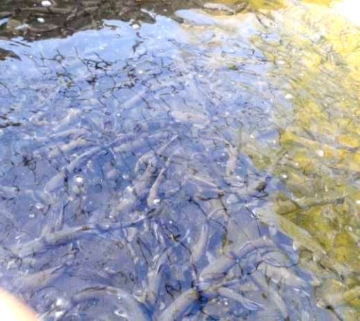 Bazin pastrav curcubeu 300-500 grame