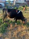 Vaca cu vițea de vânzare