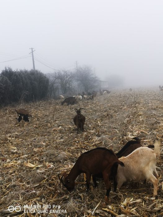 Vând 100 de capre alpina și metis