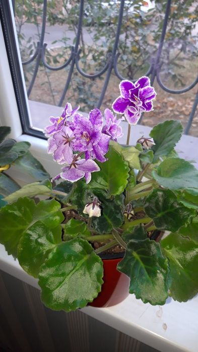 Цветы сенсополия-фиалка узумбарская махровая